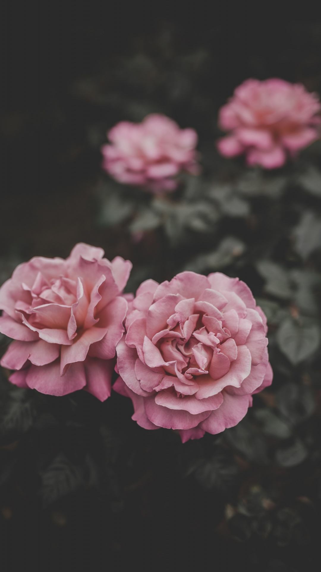 Rosa Blume in Tilt-Shift-Linse. Wallpaper in 1080x1920 Resolution