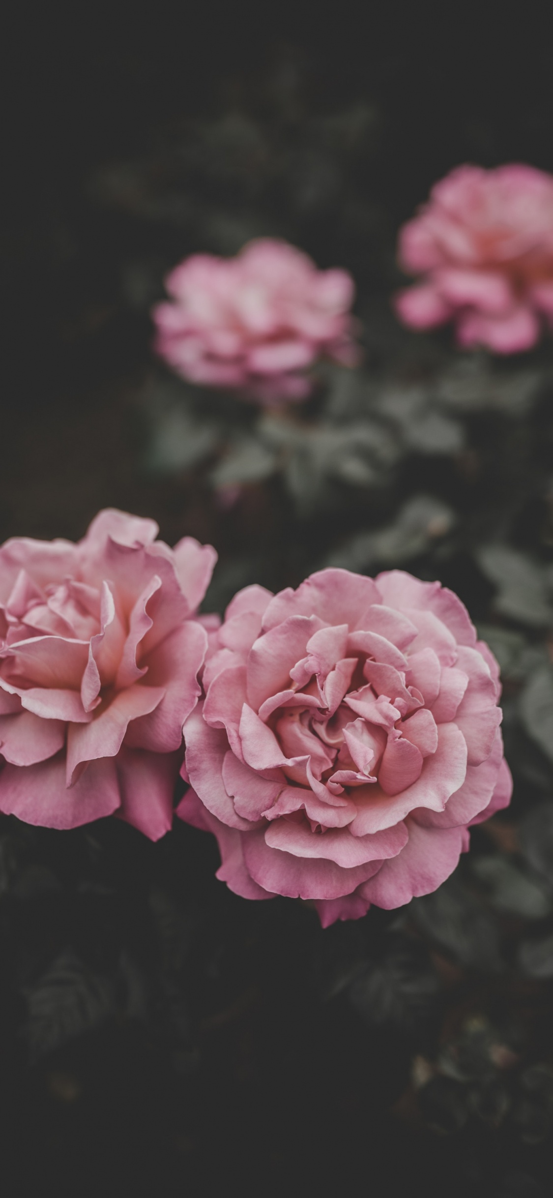 Pink Flower in Tilt Shift Lens. Wallpaper in 1125x2436 Resolution