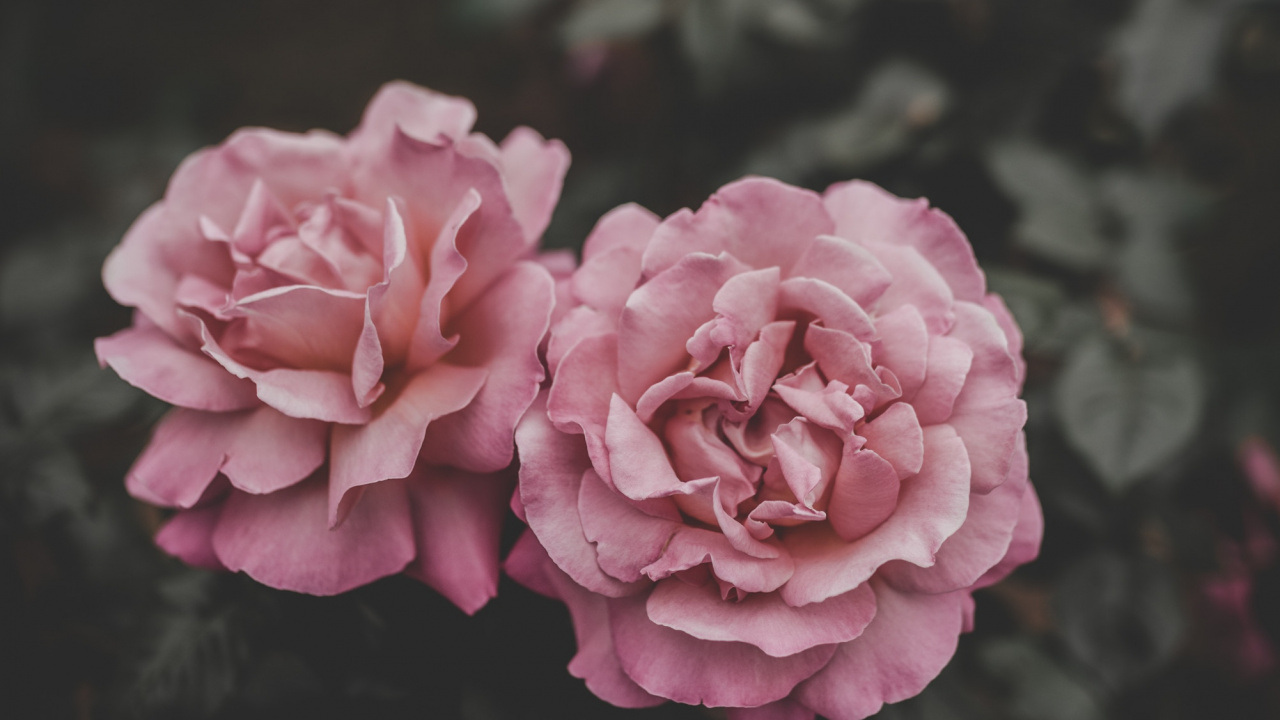 Pink Flower in Tilt Shift Lens. Wallpaper in 1280x720 Resolution