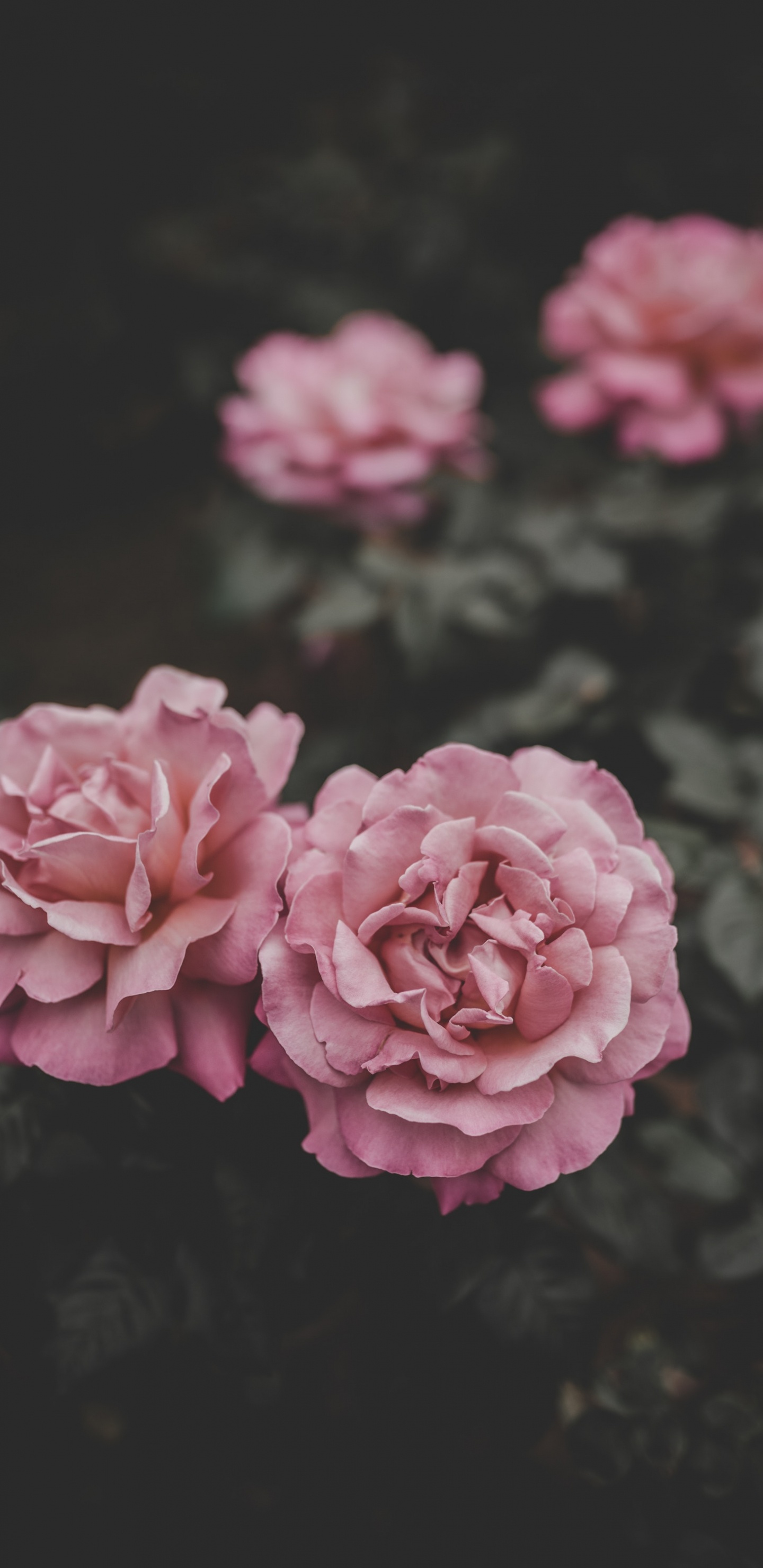Pink Flower in Tilt Shift Lens. Wallpaper in 1440x2960 Resolution