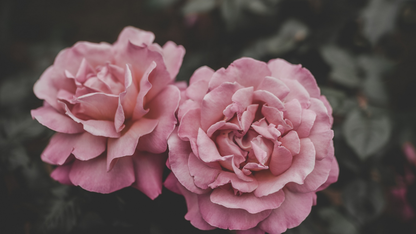Fleur Rose Dans L'objectif à Basculement. Wallpaper in 1366x768 Resolution
