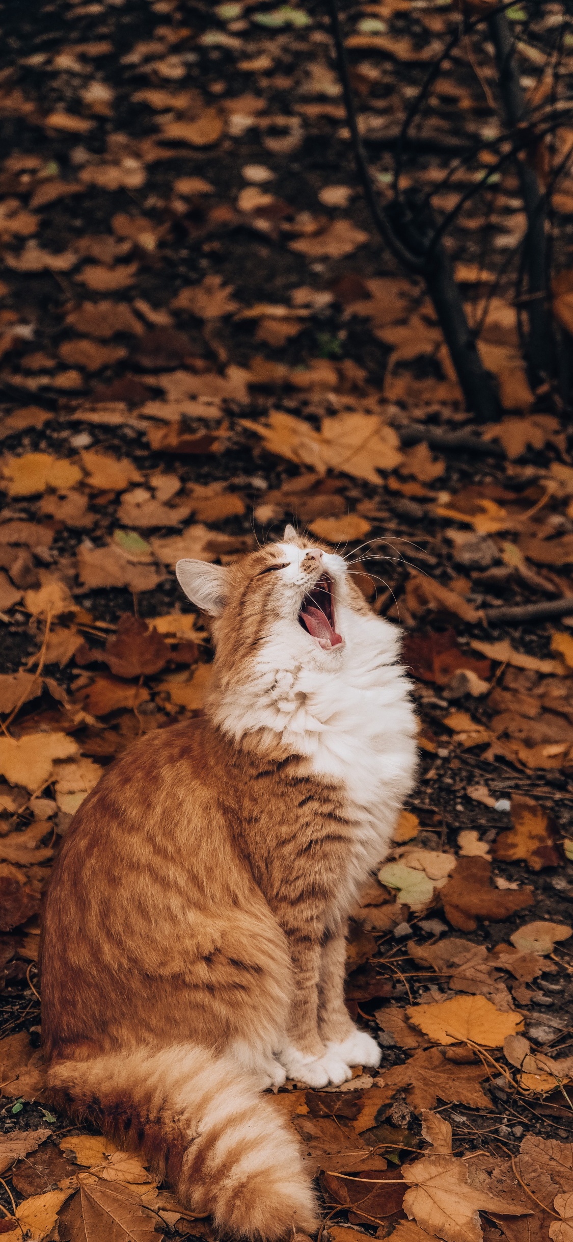 Orange-weiße Katze Auf Braunen Blättern. Wallpaper in 1125x2436 Resolution