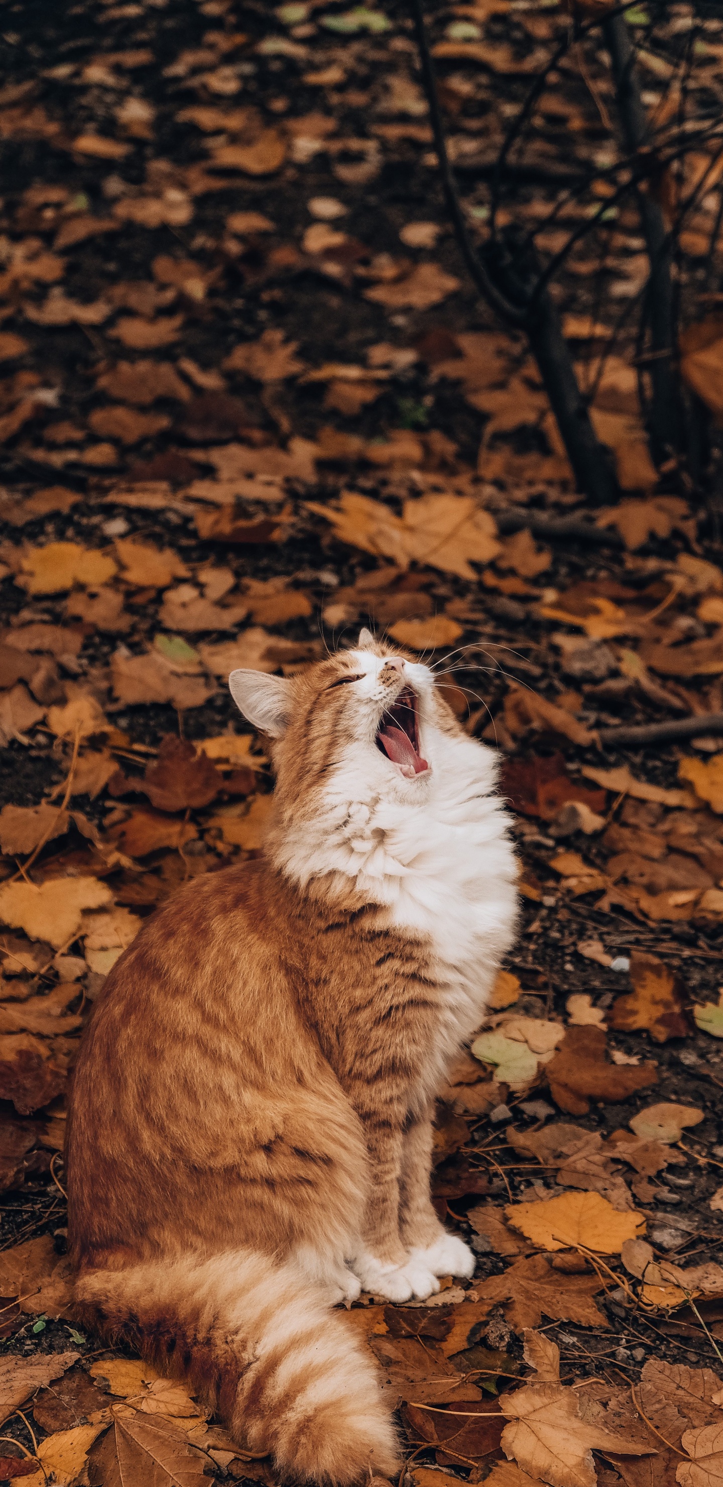 Orange-weiße Katze Auf Braunen Blättern. Wallpaper in 1440x2960 Resolution