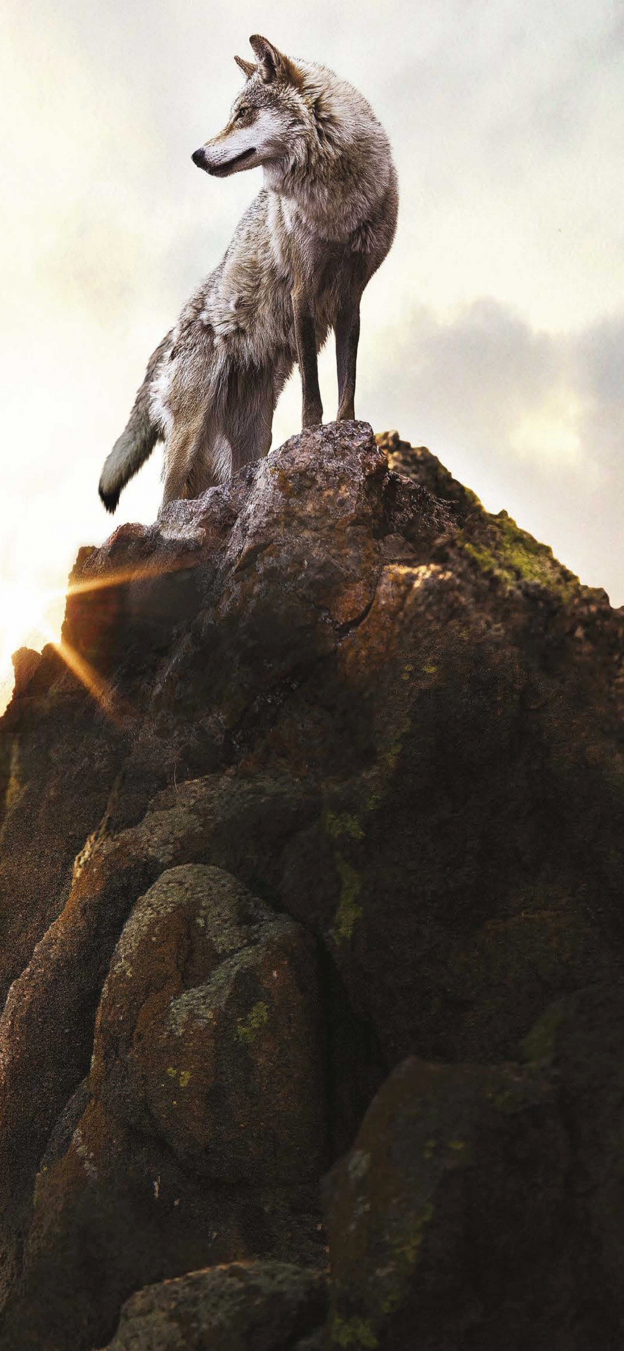Grauer Wolf Auf Brauner Felsformation Unter Weißen Wolken Tagsüber. Wallpaper in 1242x2688 Resolution