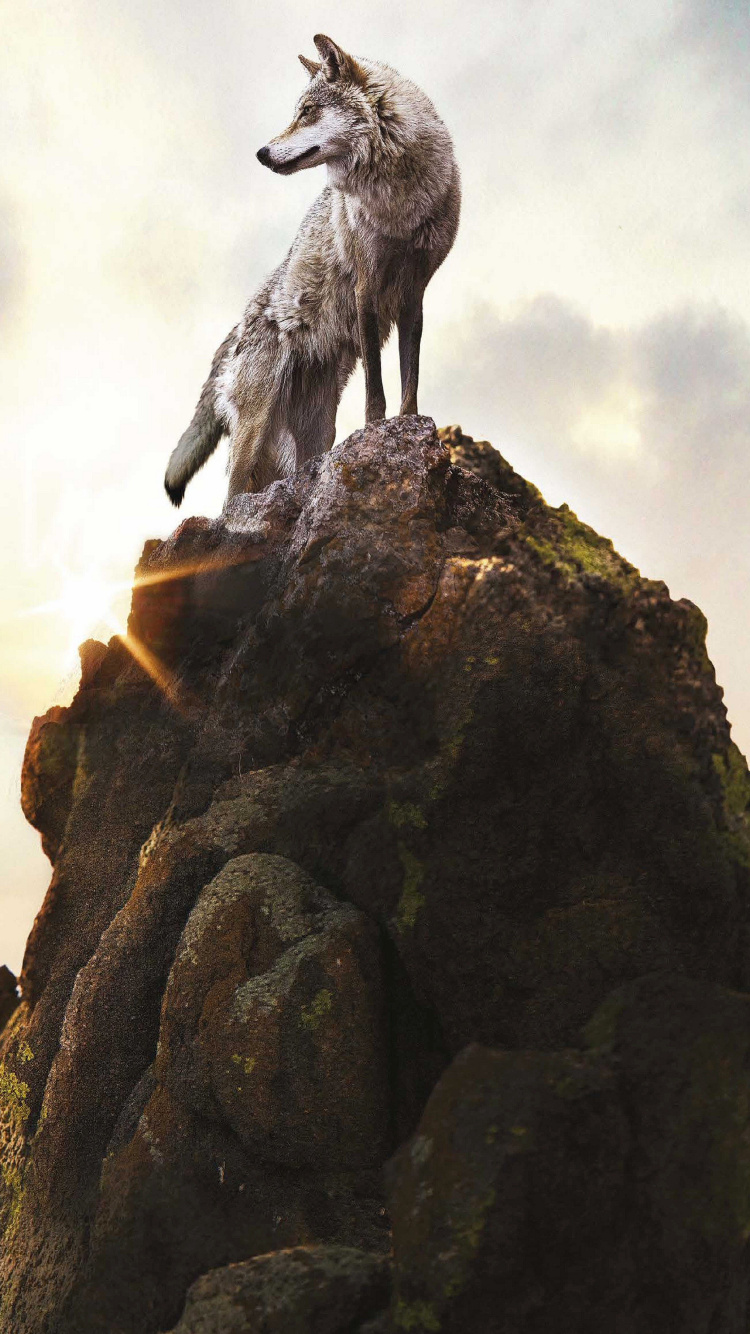 Grauer Wolf Auf Brauner Felsformation Unter Weißen Wolken Tagsüber. Wallpaper in 750x1334 Resolution