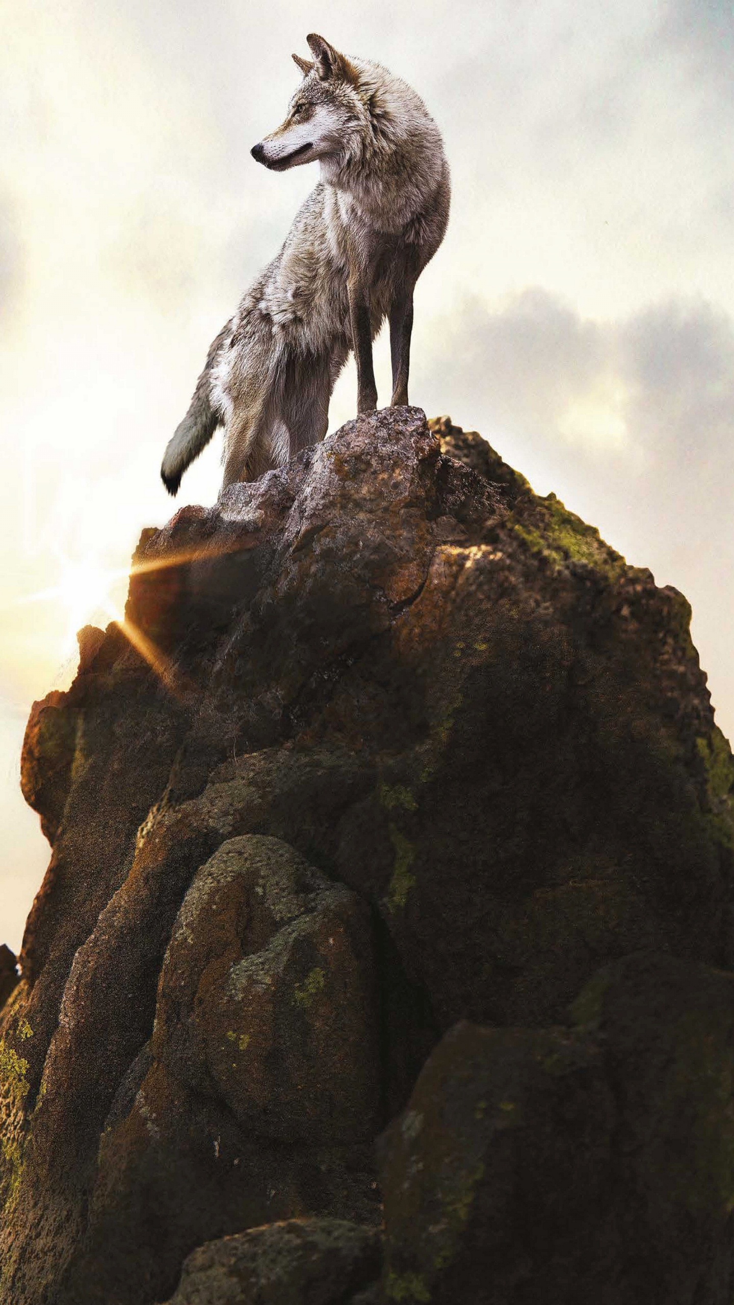 Loup Gris Sur Une Formation Rocheuse Brune Sous Des Nuages Blancs Pendant la Journée. Wallpaper in 1440x2560 Resolution