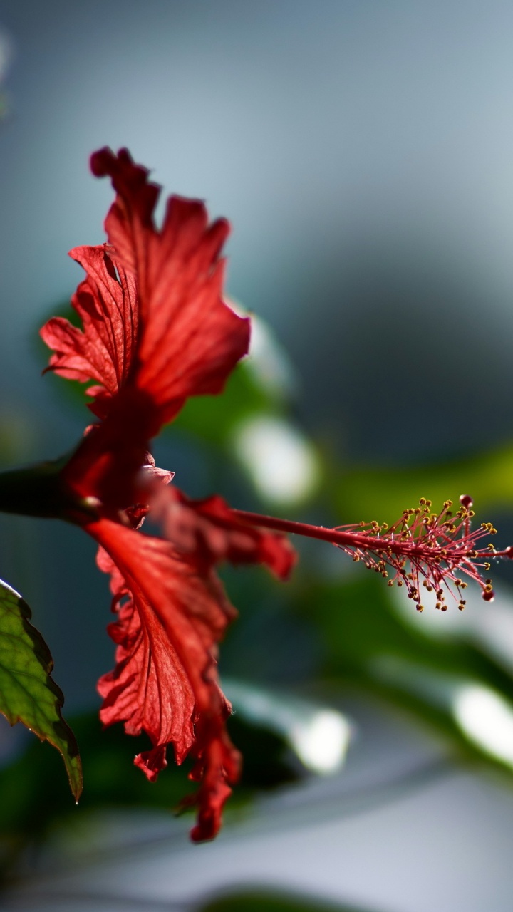 Roter Hibiskus Blüht Tagsüber. Wallpaper in 720x1280 Resolution