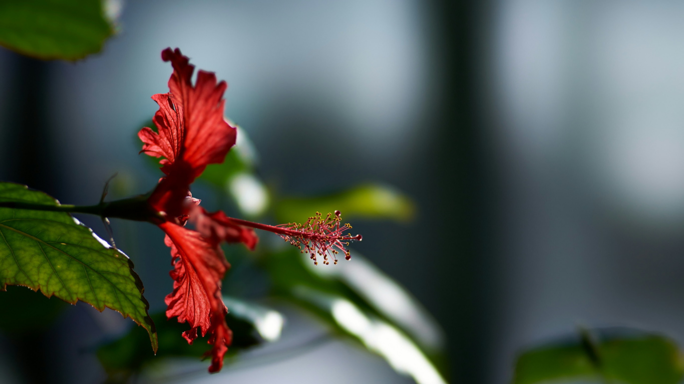 Red Hibiscus in Bloom During Daytime. Wallpaper in 1366x768 Resolution