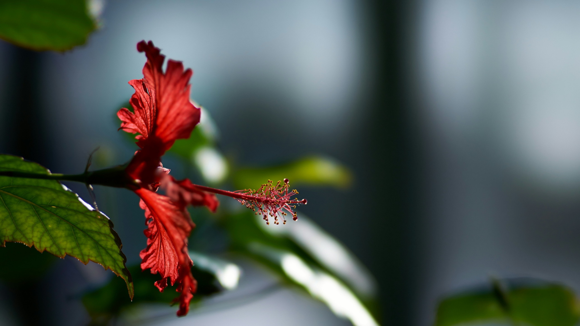 Red Hibiscus in Bloom During Daytime. Wallpaper in 1920x1080 Resolution