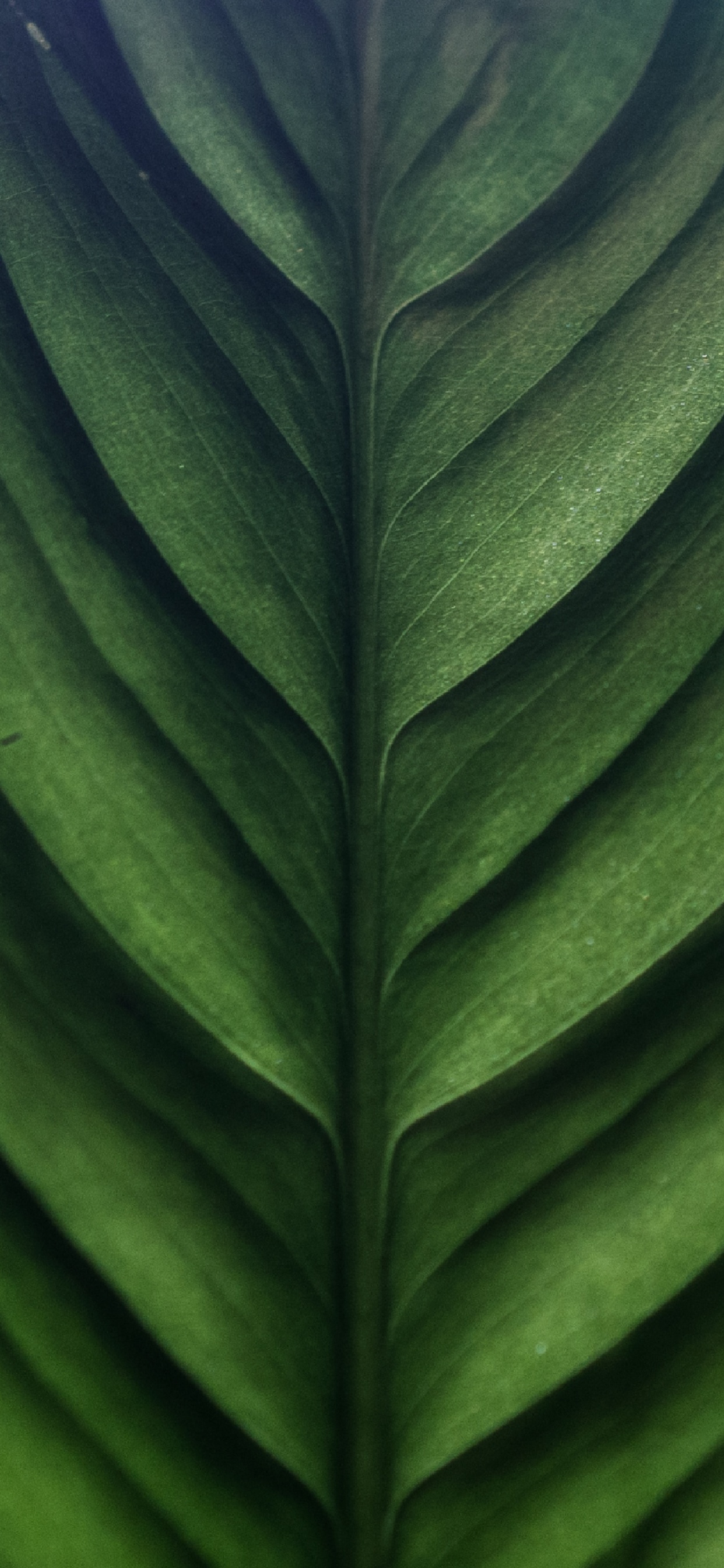 Grünes Blatt in Nahaufnahme. Wallpaper in 1242x2688 Resolution