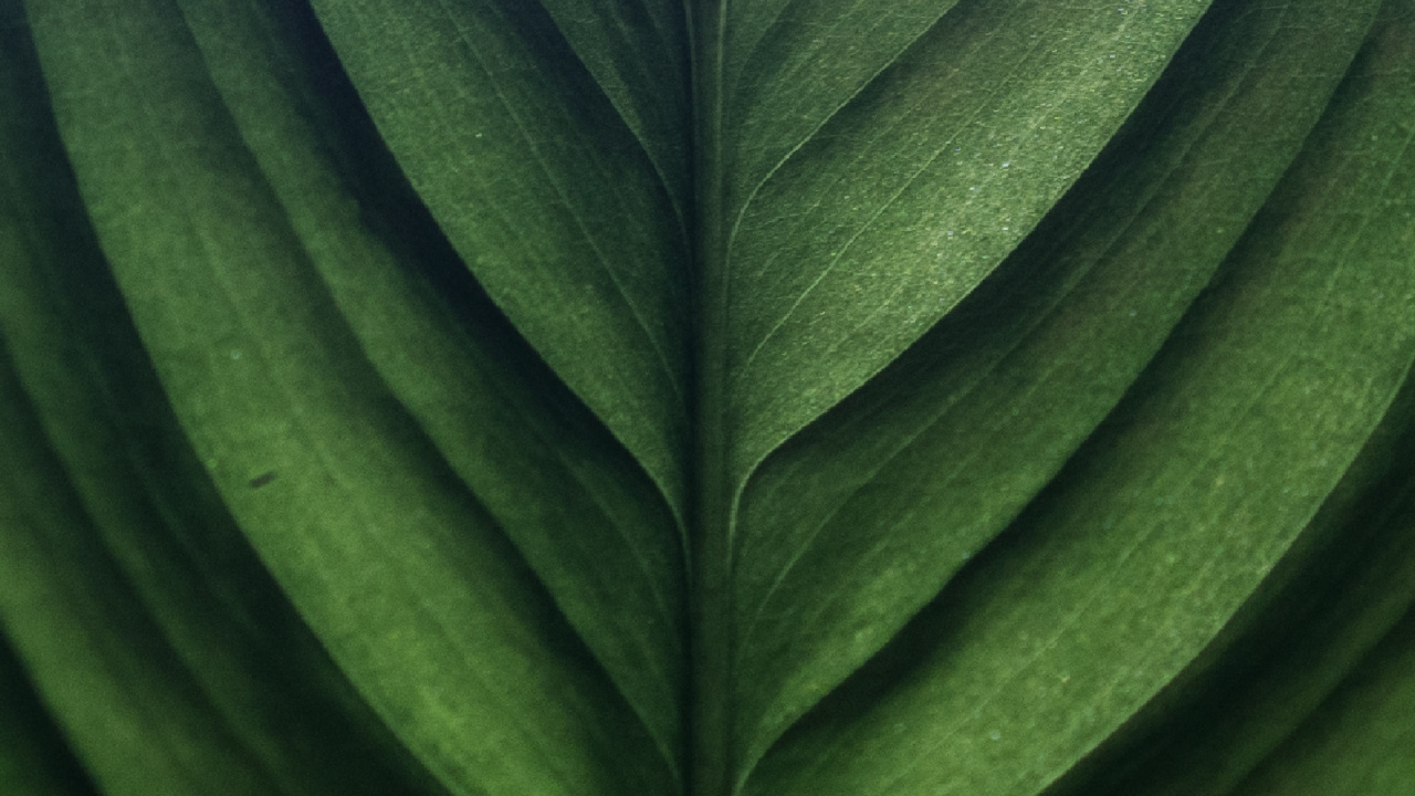 Grünes Blatt in Nahaufnahme. Wallpaper in 1280x720 Resolution