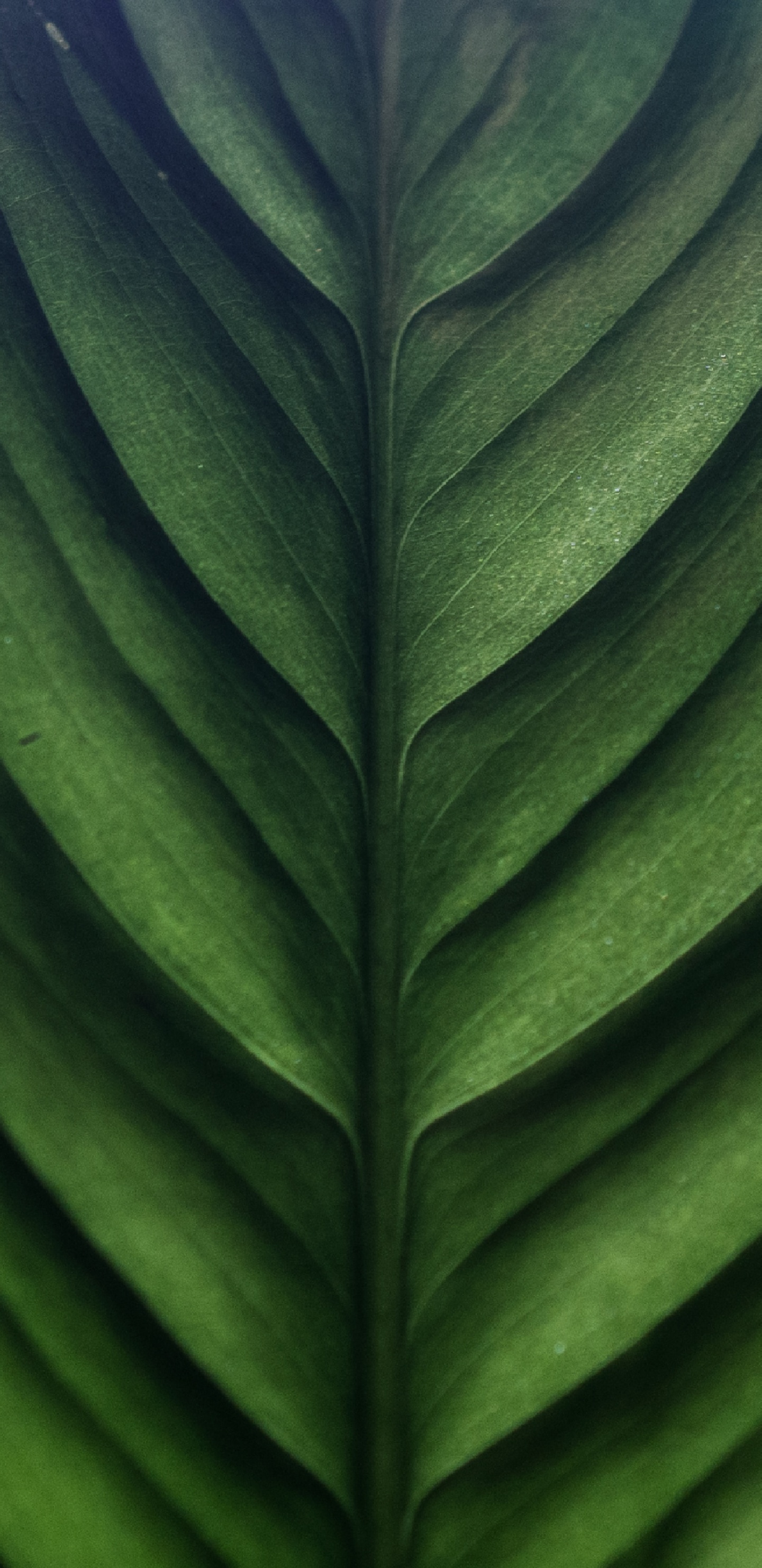 Grünes Blatt in Nahaufnahme. Wallpaper in 1440x2960 Resolution