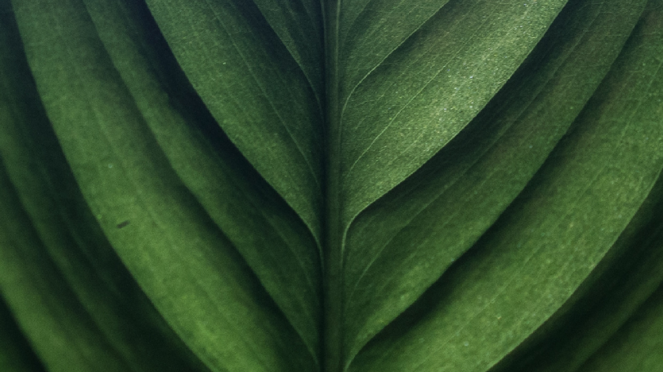 Feuille Verte en Photographie Rapprochée. Wallpaper in 1366x768 Resolution