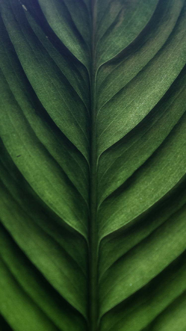 Green Leaf in Close up Photography. Wallpaper in 750x1334 Resolution