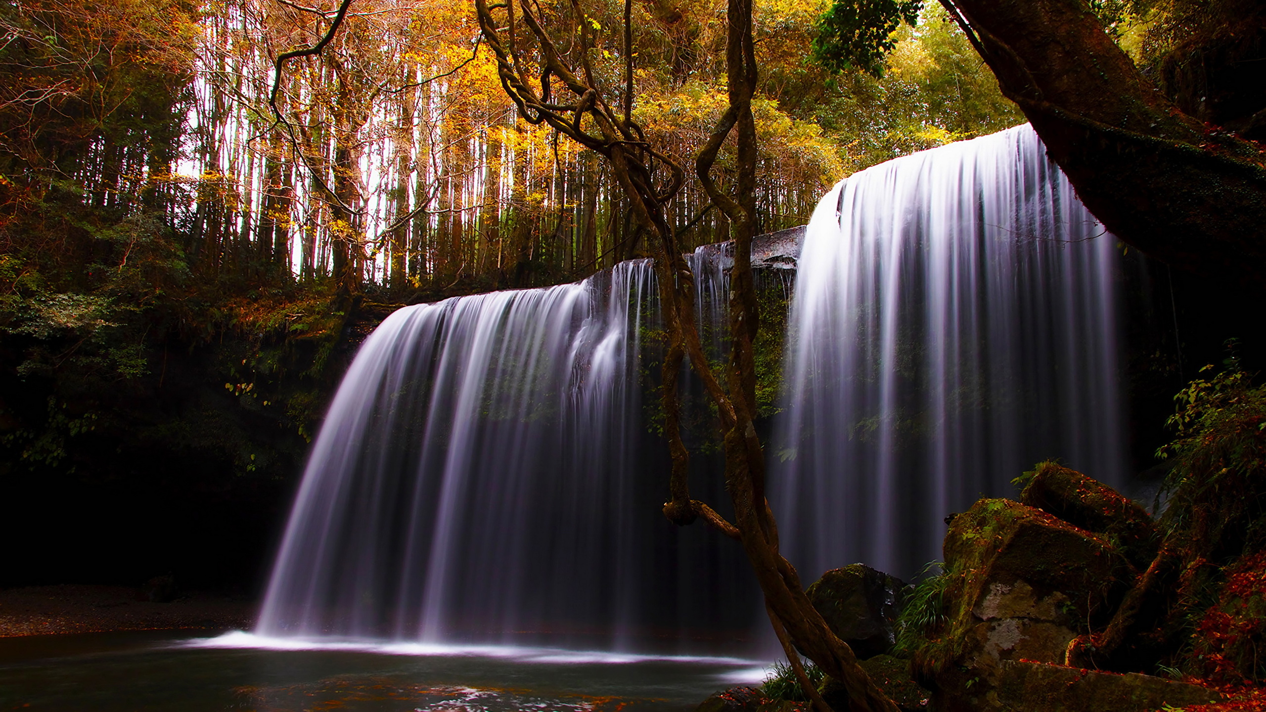 Brown Tree Branch With Water Falls. Wallpaper in 2560x1440 Resolution