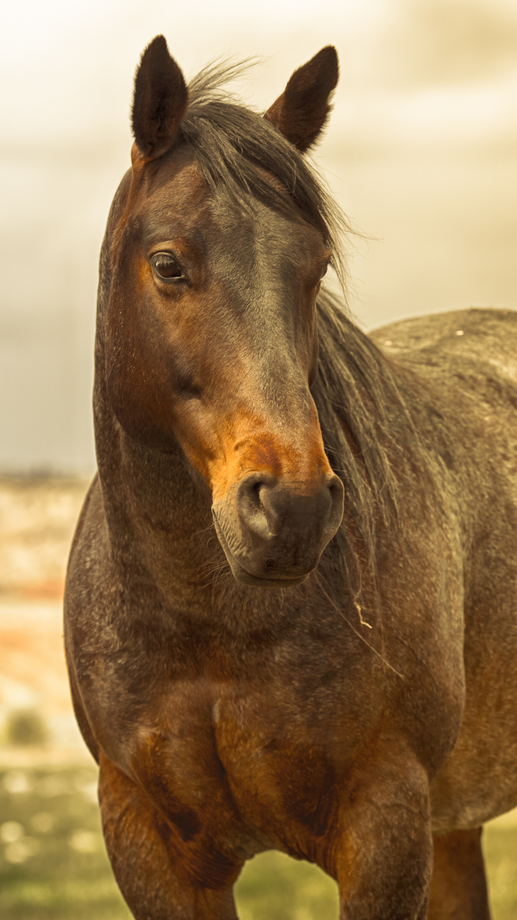 Caballo Marrón en el Campo de Hierba Verde Durante el Día. Wallpaper in 750x1334 Resolution