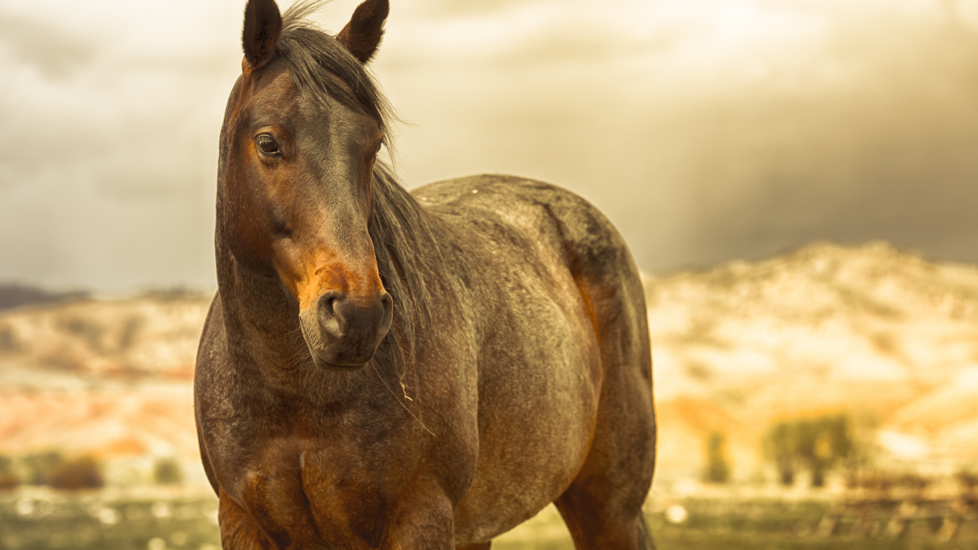 Cheval Brun Sur Terrain D'herbe Verte Pendant la Journée. Wallpaper in 1920x1080 Resolution