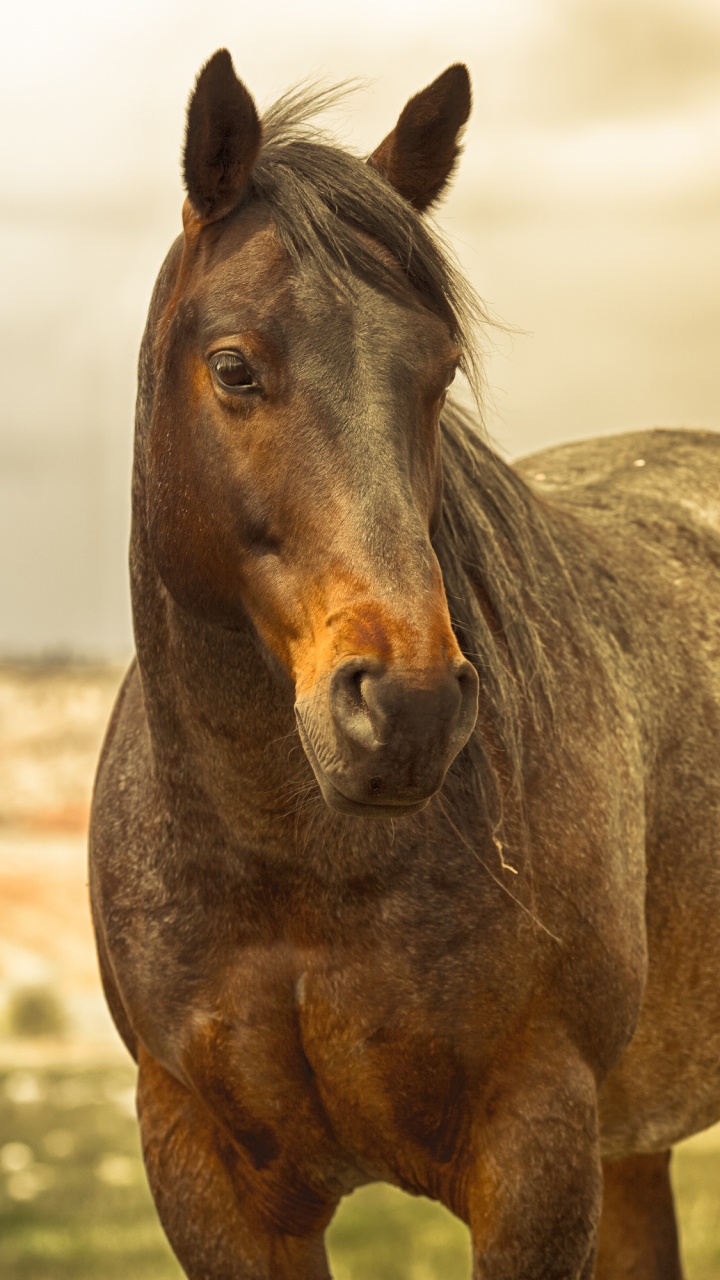 Cheval Brun Sur Terrain D'herbe Verte Pendant la Journée. Wallpaper in 720x1280 Resolution
