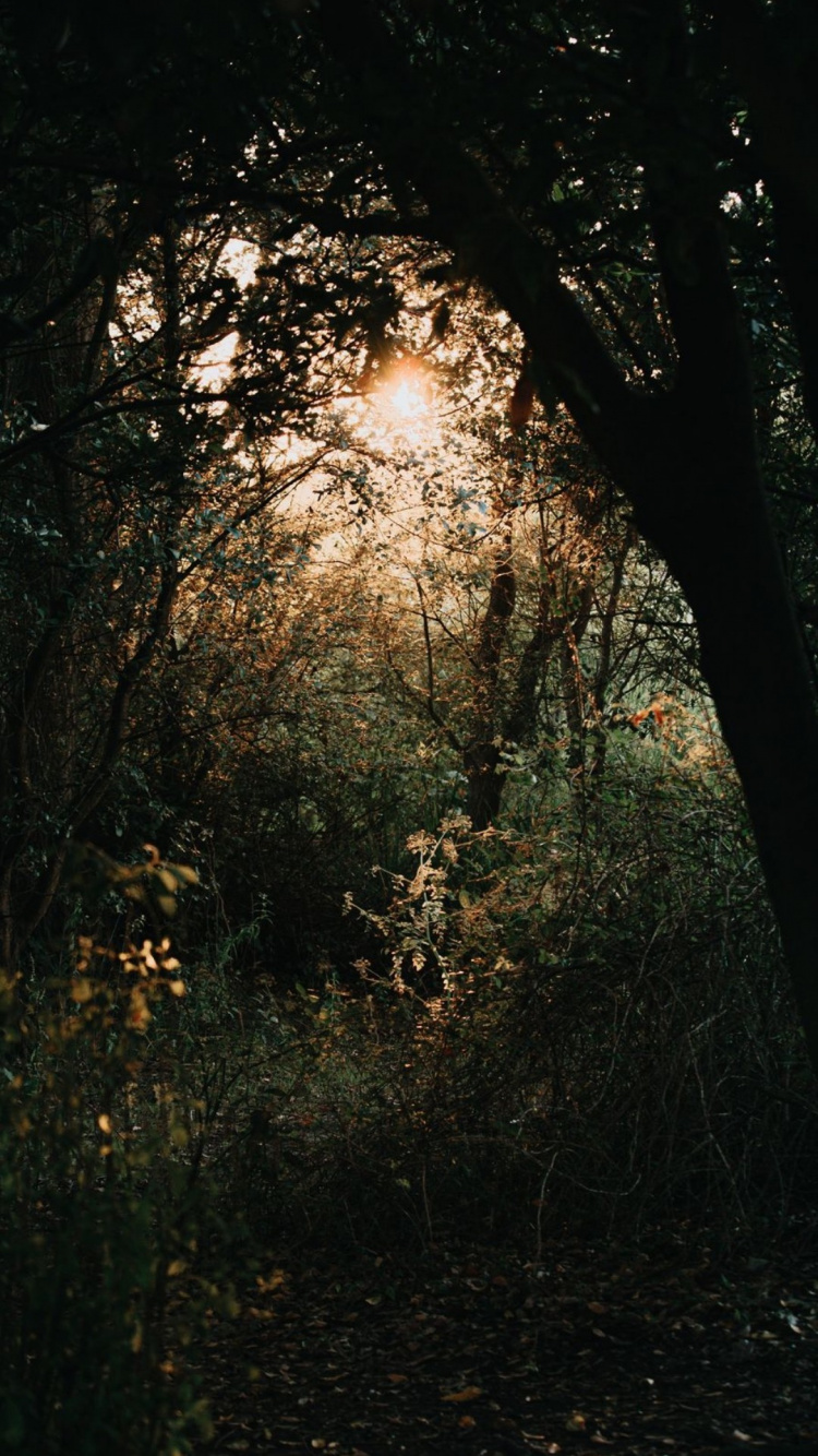 Nature, Atmosphere, Plant, Wood, Twig. Wallpaper in 750x1334 Resolution