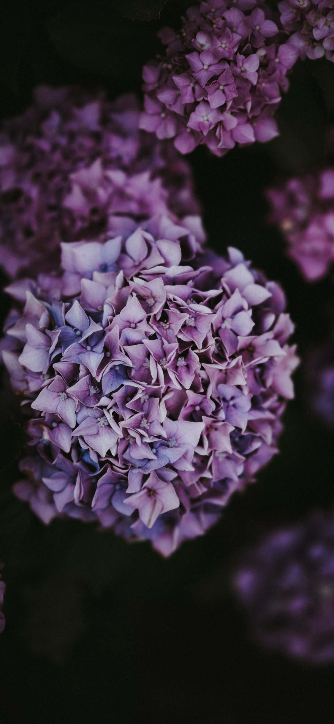 Lila Blume in Nahaufnahme. Wallpaper in 1125x2436 Resolution