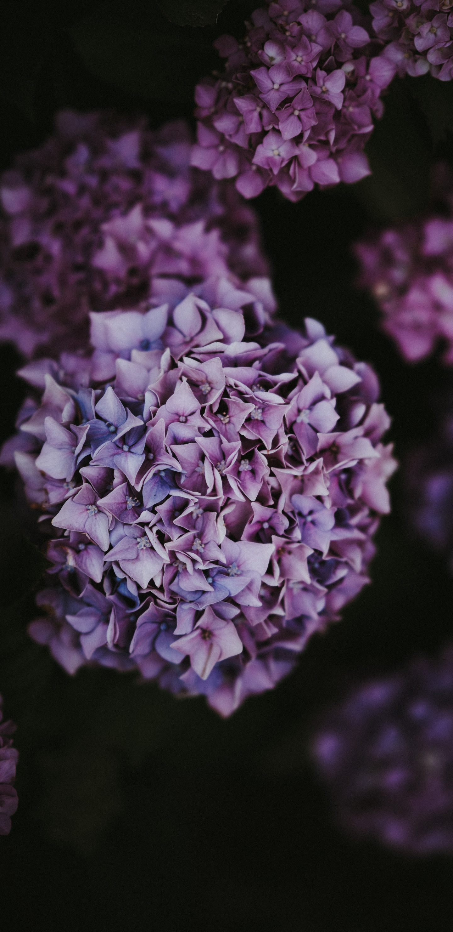 Fleur Violette en Photographie Rapprochée. Wallpaper in 1440x2960 Resolution