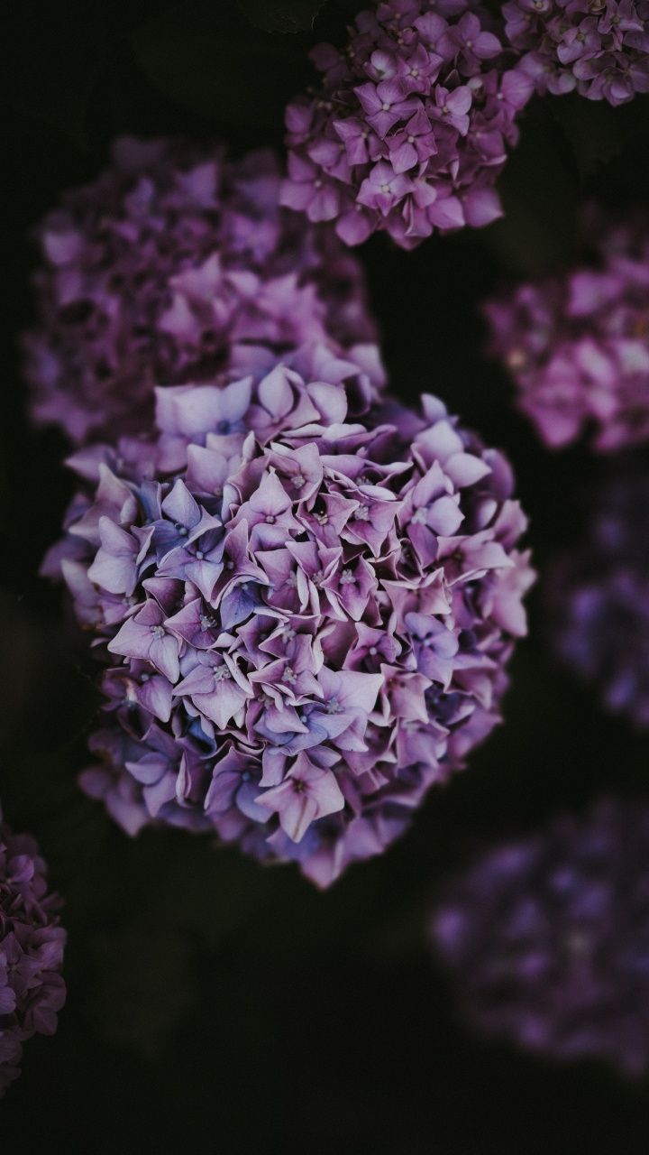 绣球花, 灌木, 紫色的, 淡紫色的, 紫罗兰色 壁纸 720x1280 允许