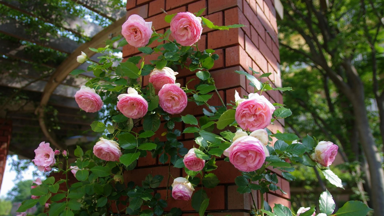 Garten Rosen, Blühende Pflanze, Pink, Floribunda, Rose Familie. Wallpaper in 1280x720 Resolution