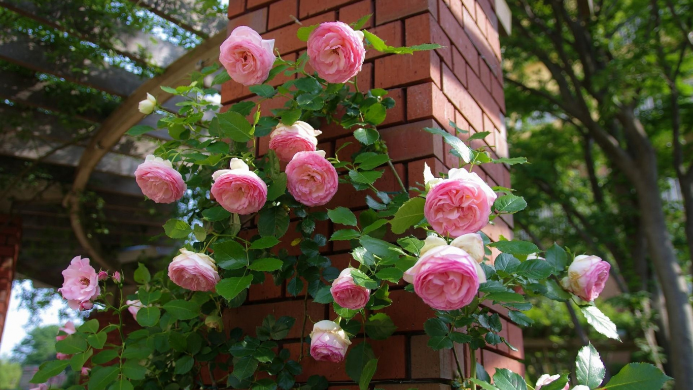 Las Rosas de Jardín, la Floración de la Planta, Rosa, Floribunda, Familia de Las Rosas. Wallpaper in 1366x768 Resolution