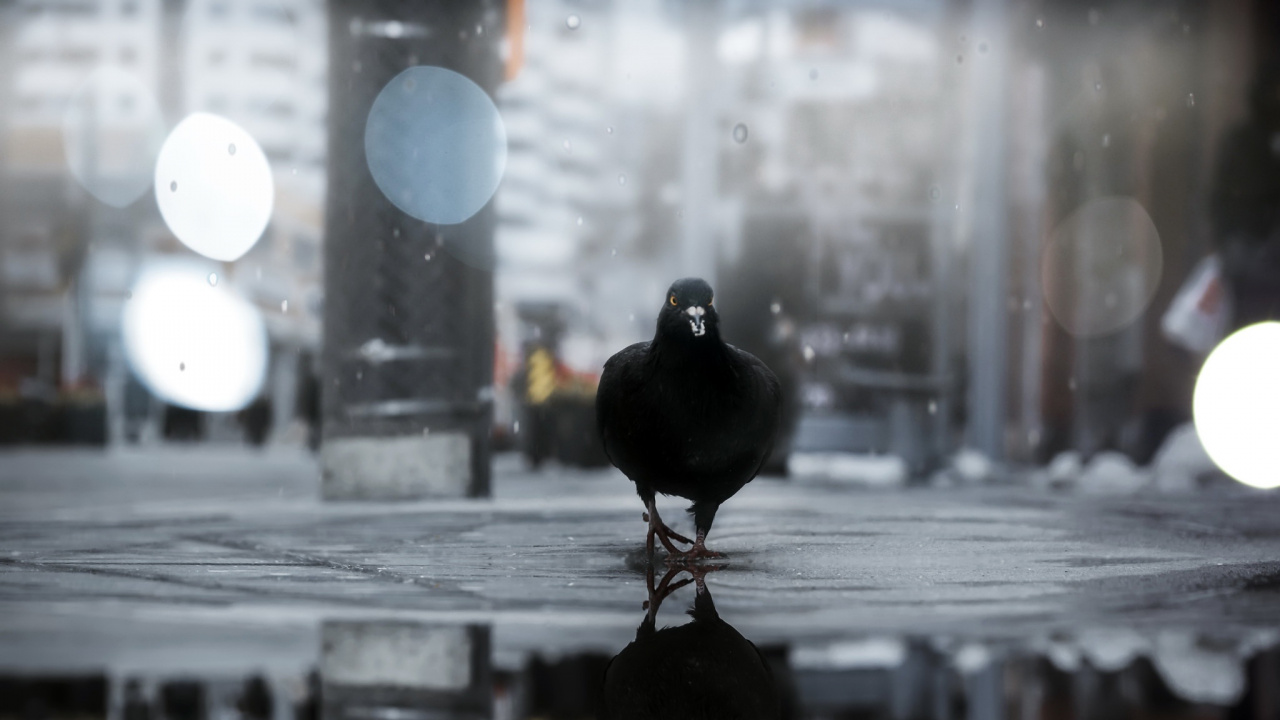 Oiseau Noir Sur Une Clôture en Bois Marron Pendant la Journée. Wallpaper in 1280x720 Resolution
