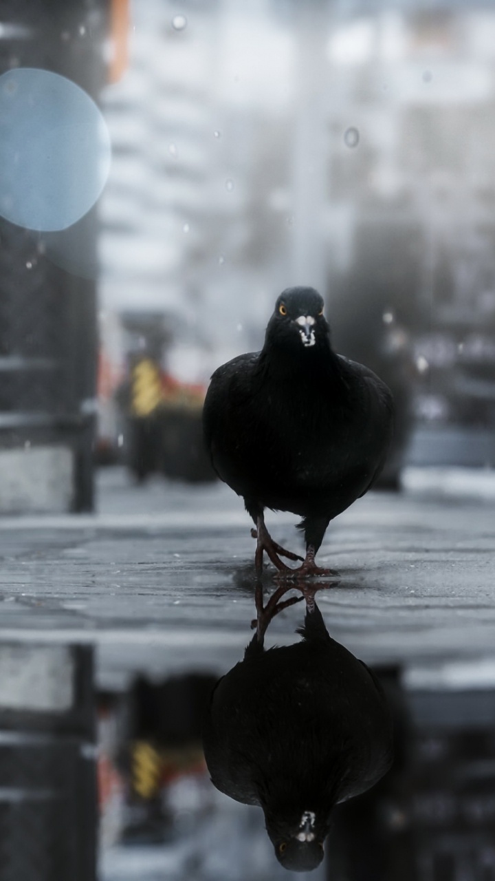 Oiseau Noir Sur Une Clôture en Bois Marron Pendant la Journée. Wallpaper in 720x1280 Resolution