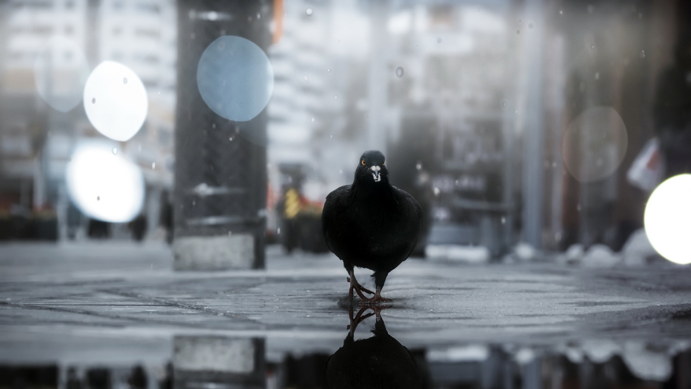 Schwarzer Vogel Auf Braunem Holzzaun Tagsüber. Wallpaper in 1366x768 Resolution