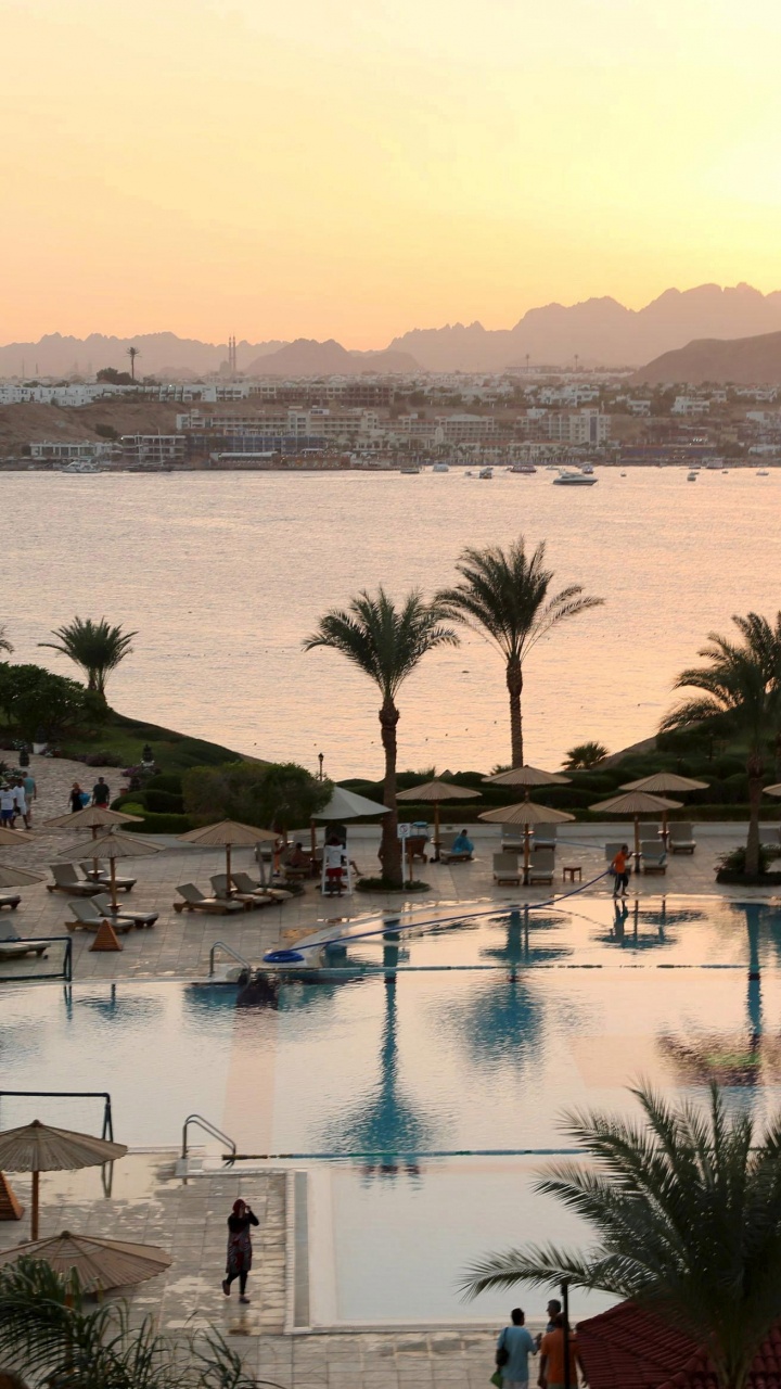 Palmiers Verts Près de la Piscine Pendant la Journée. Wallpaper in 720x1280 Resolution