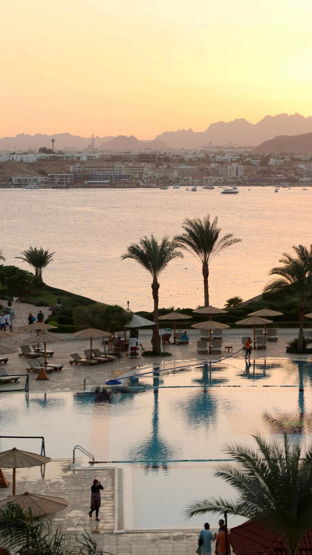 Green Palm Trees Near Swimming Pool During Daytime. Wallpaper in 1080x1920 Resolution