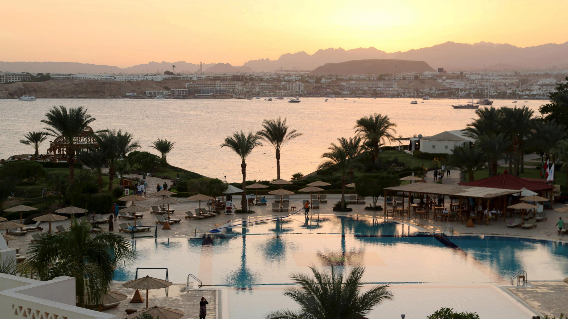 Green Palm Trees Near Swimming Pool During Daytime. Wallpaper in 1920x1080 Resolution