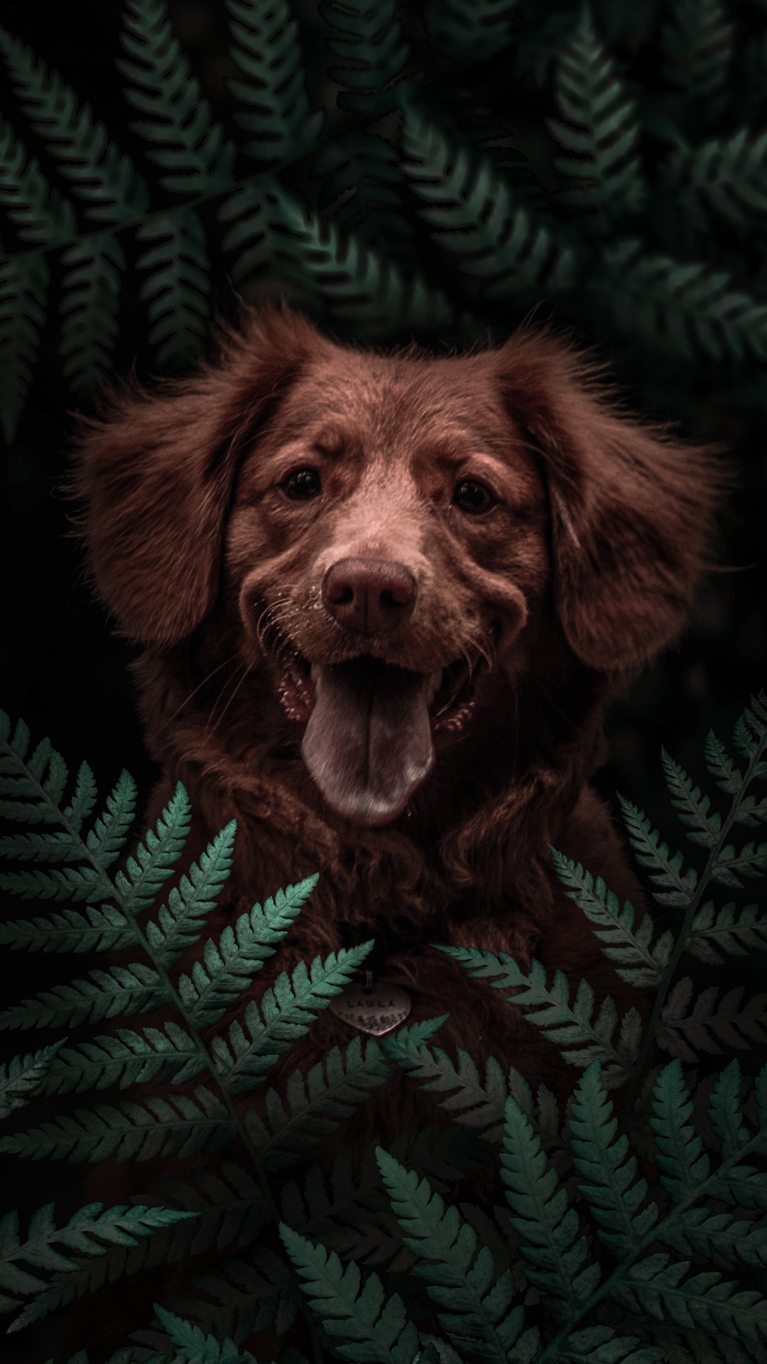 Dog, Havanese, Boykin Spaniel, Dog Breed, Puppy. Wallpaper in 1080x1920 Resolution
