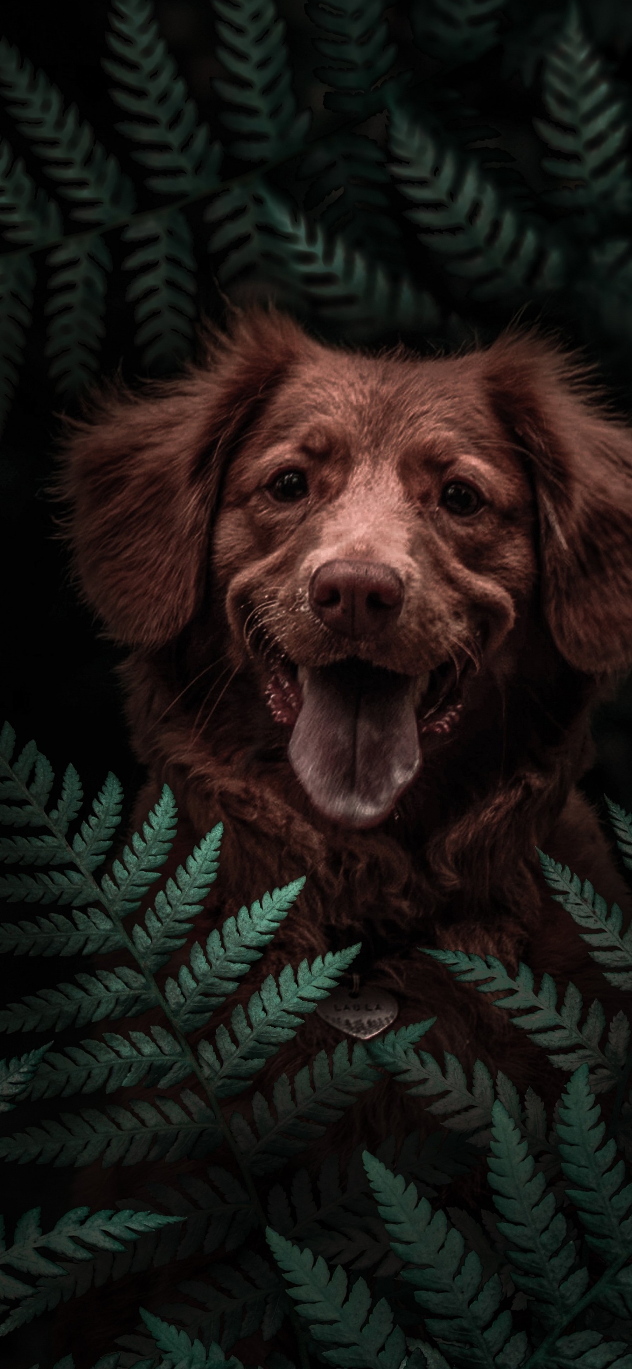 Dog, Havanese, Boykin Spaniel, Dog Breed, Puppy. Wallpaper in 1242x2688 Resolution