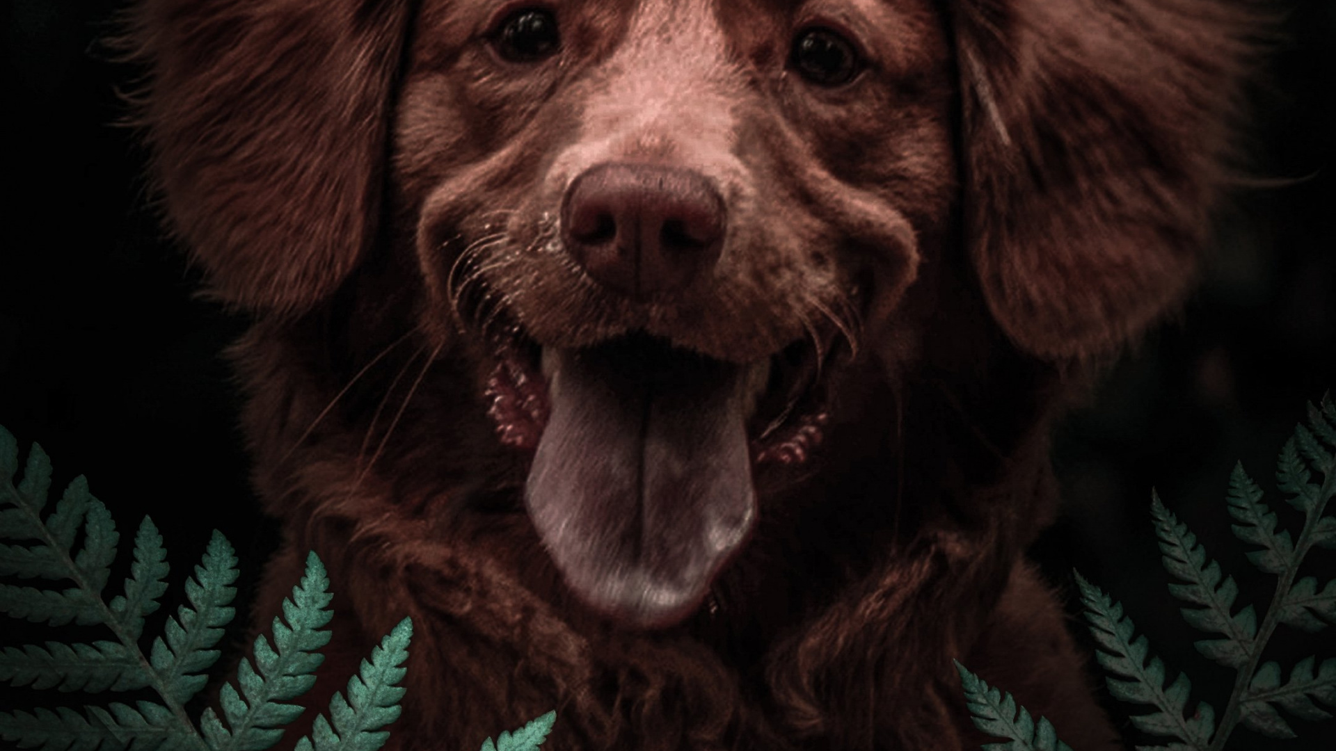 Hund, Havaneser, Boykin Spaniel, Hunderasse, Welpe. Wallpaper in 1920x1080 Resolution