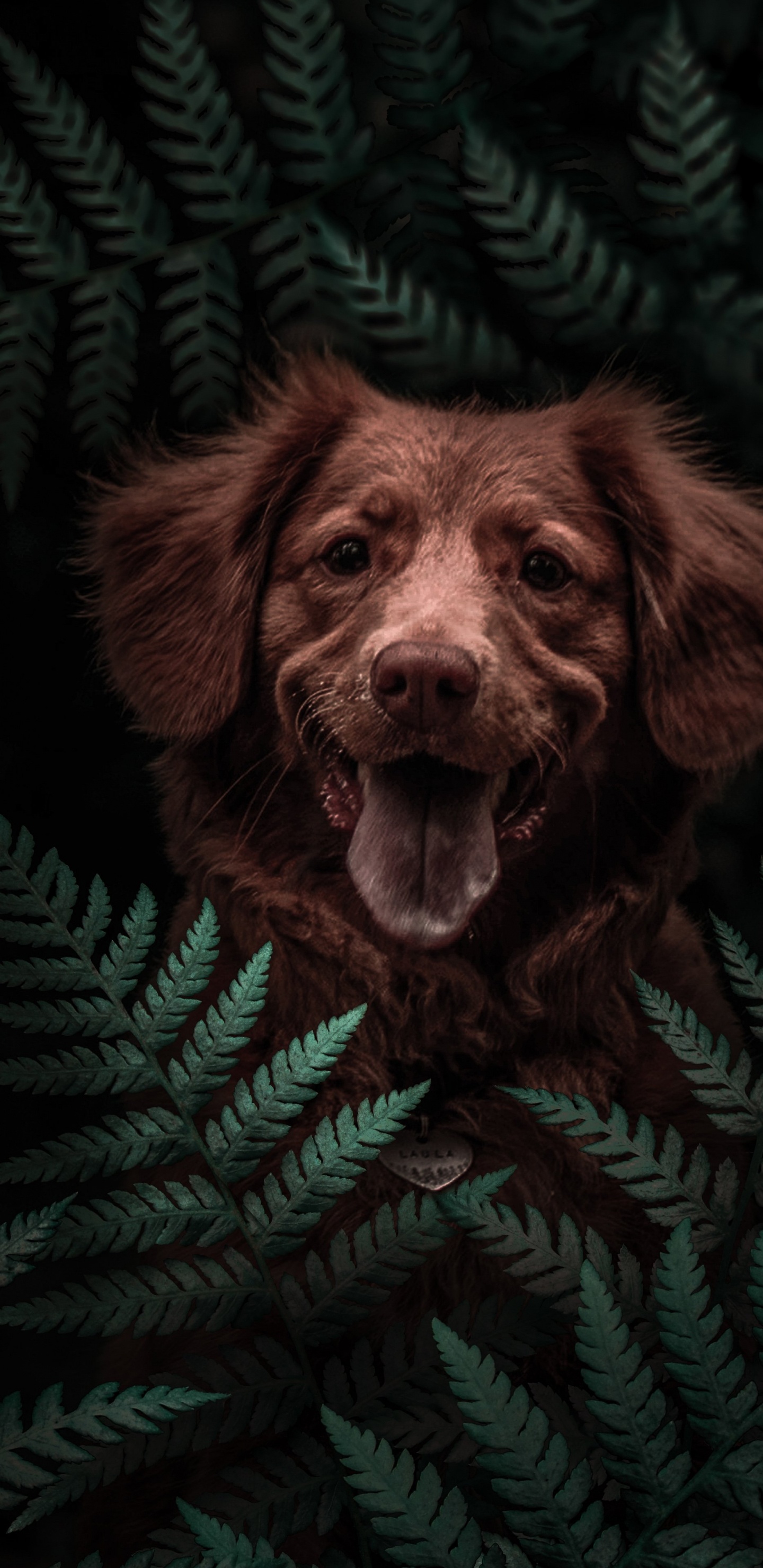 Perro, Havanese, Boykin Spaniel, Raza de Perro, Cachorro. Wallpaper in 1440x2960 Resolution