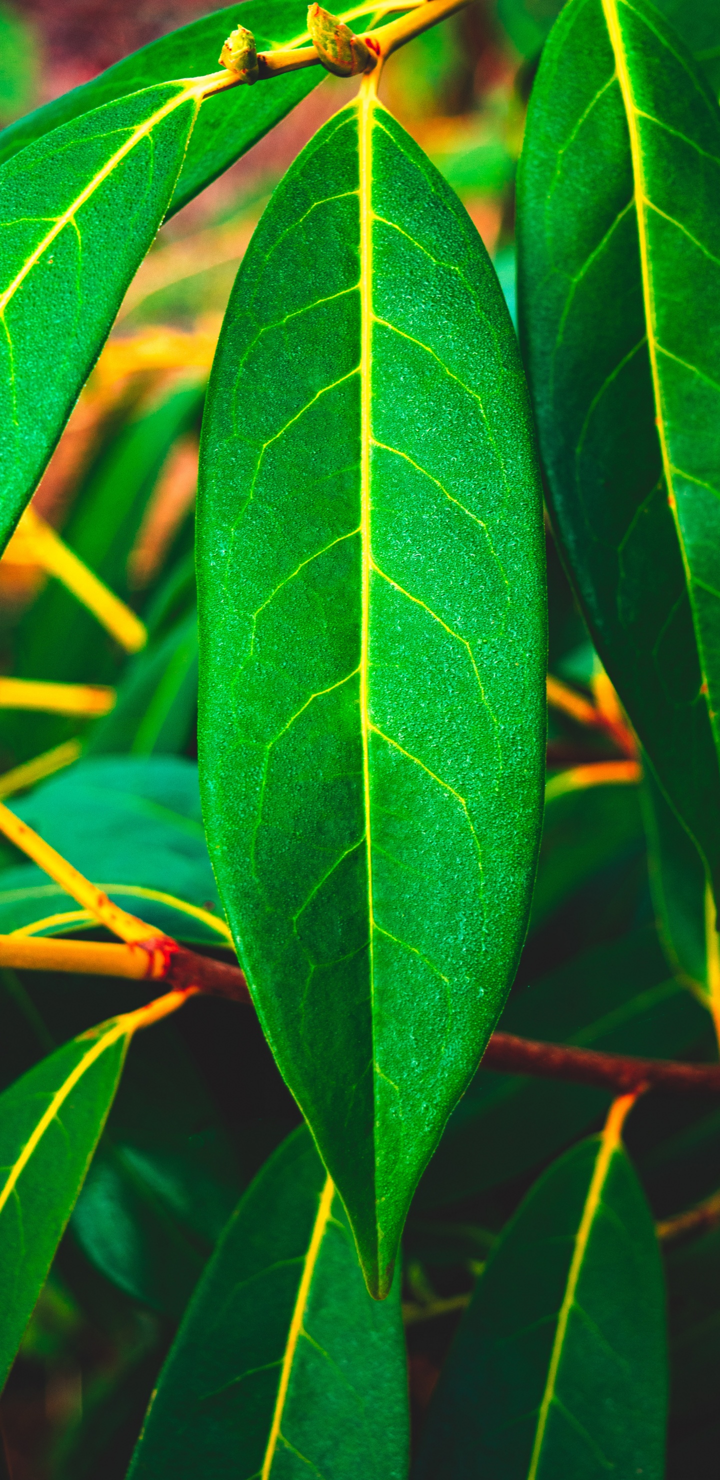 Green Leaf Plant During Daytime. Wallpaper in 1440x2960 Resolution