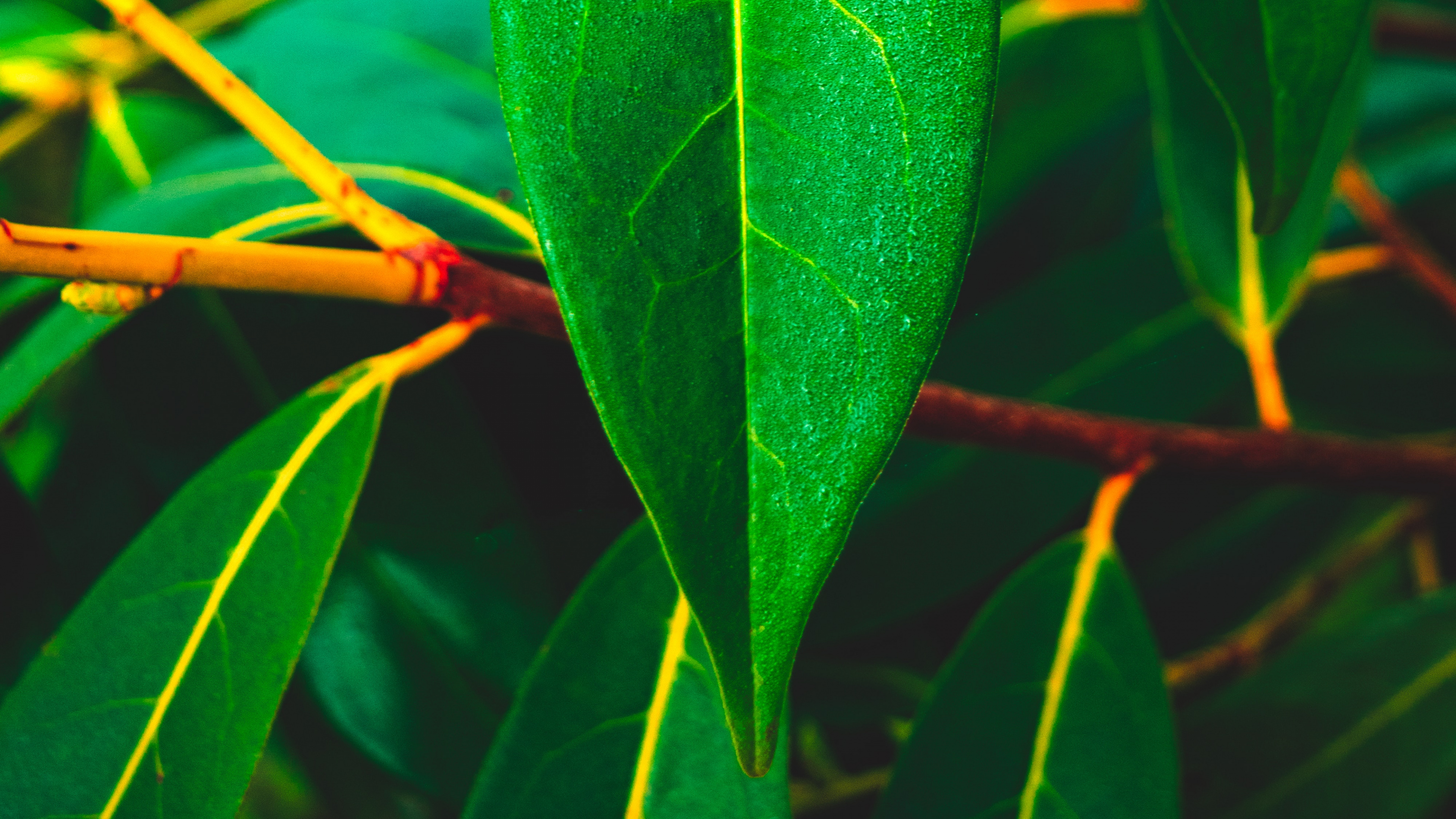 Green Leaf Plant During Daytime. Wallpaper in 3840x2160 Resolution