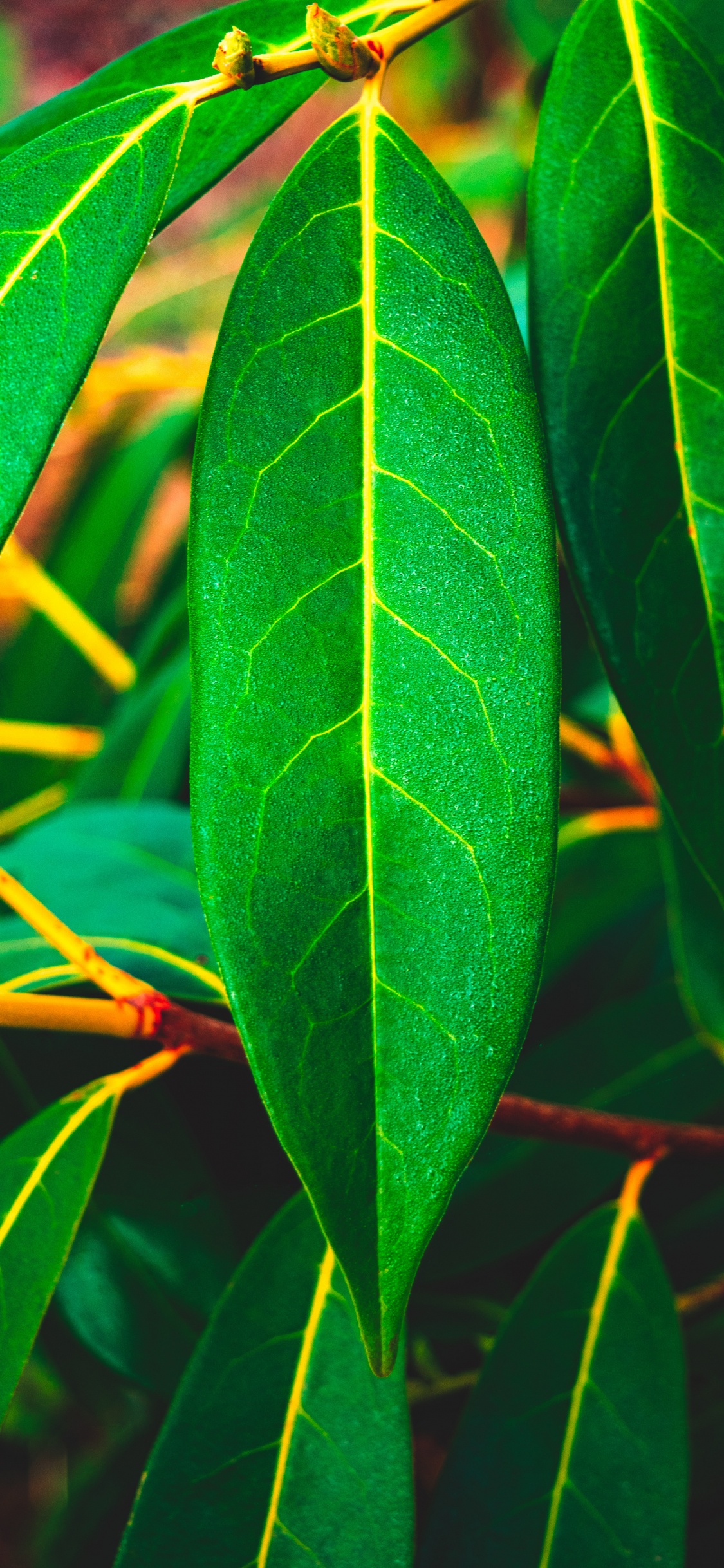 Planta de Hoja Verde Durante el Día. Wallpaper in 1125x2436 Resolution