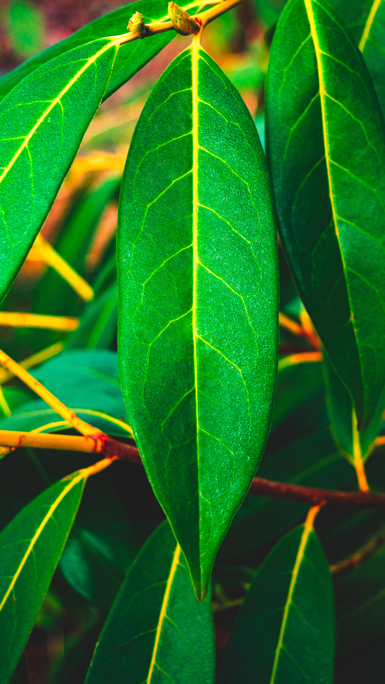 Planta de Hoja Verde Durante el Día. Wallpaper in 750x1334 Resolution