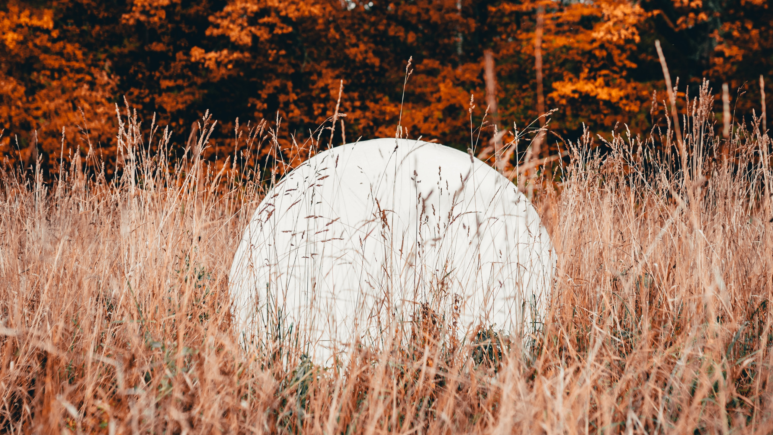 Natur, Blatt, Baum, Naturlandschaft, Gras. Wallpaper in 2560x1440 Resolution