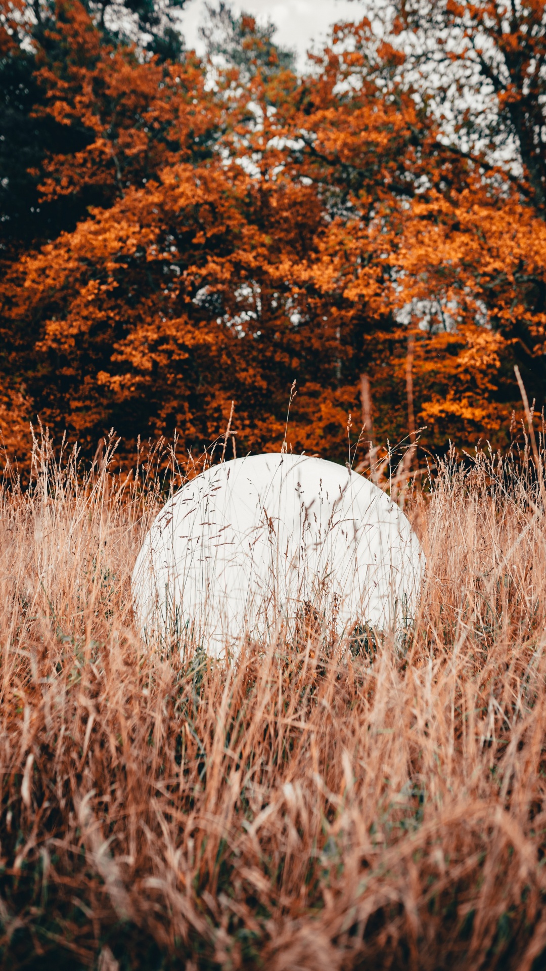 Nature, Leaf, Tree, Natural Landscape, Grass. Wallpaper in 1080x1920 Resolution