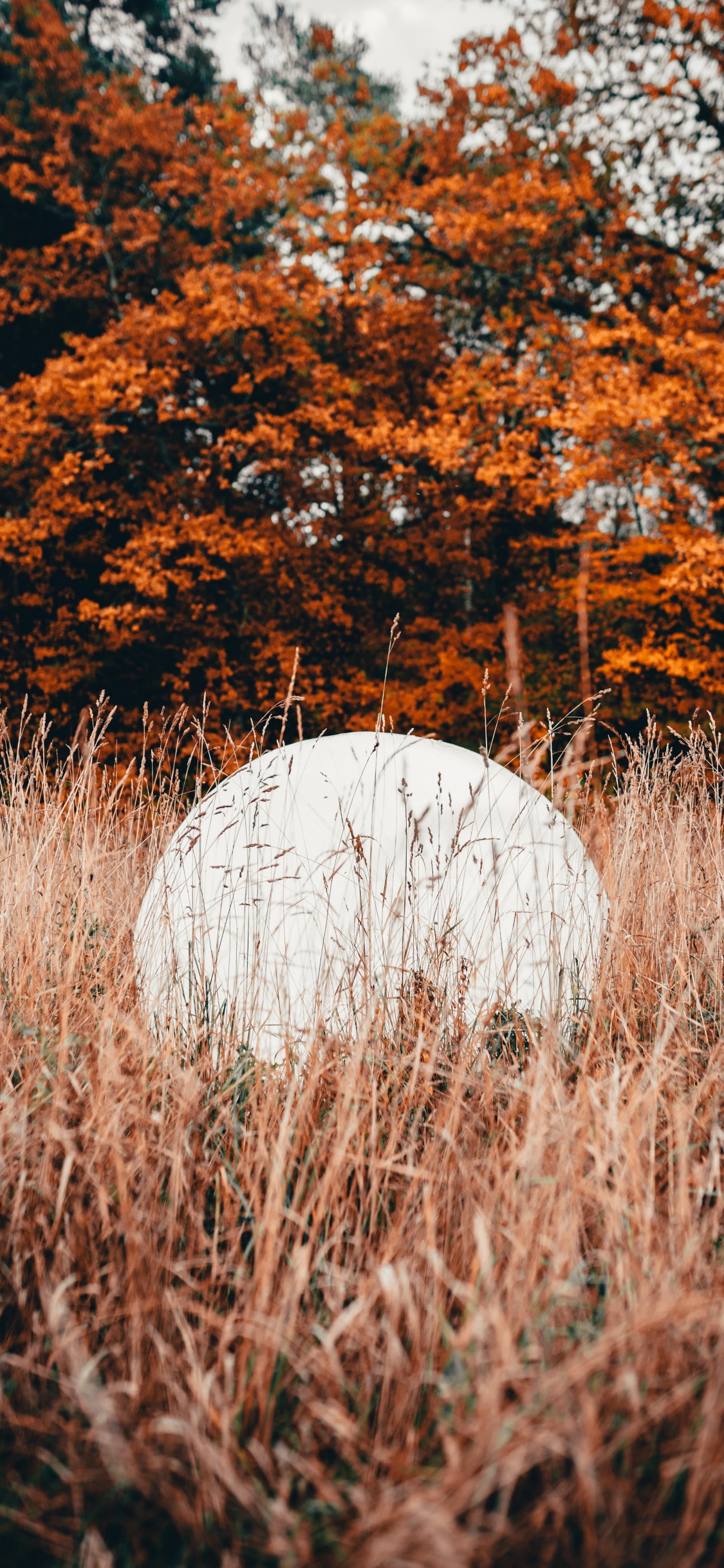 Nature, Leaf, Tree, Natural Landscape, Grass. Wallpaper in 1125x2436 Resolution