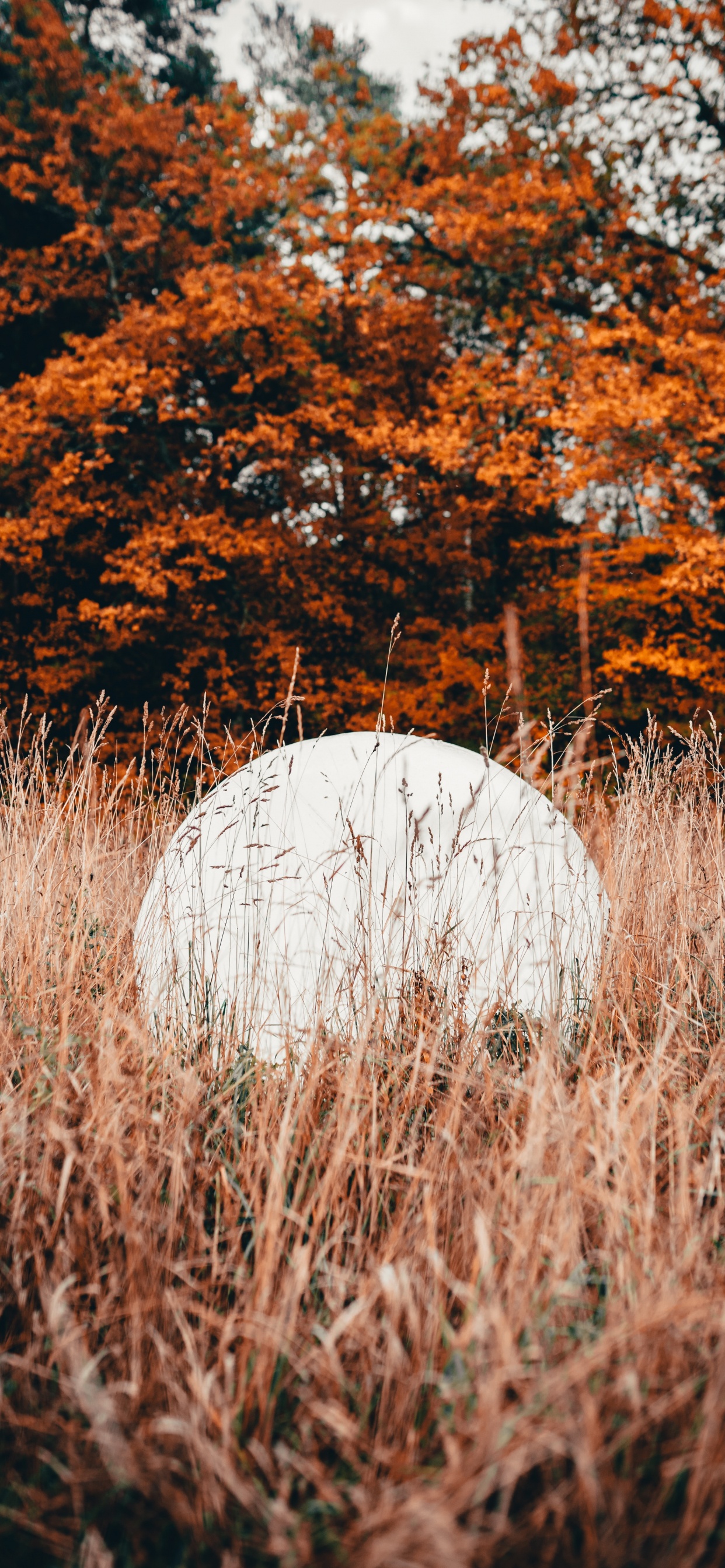 Nature, Leaf, Tree, Natural Landscape, Grass. Wallpaper in 1242x2688 Resolution