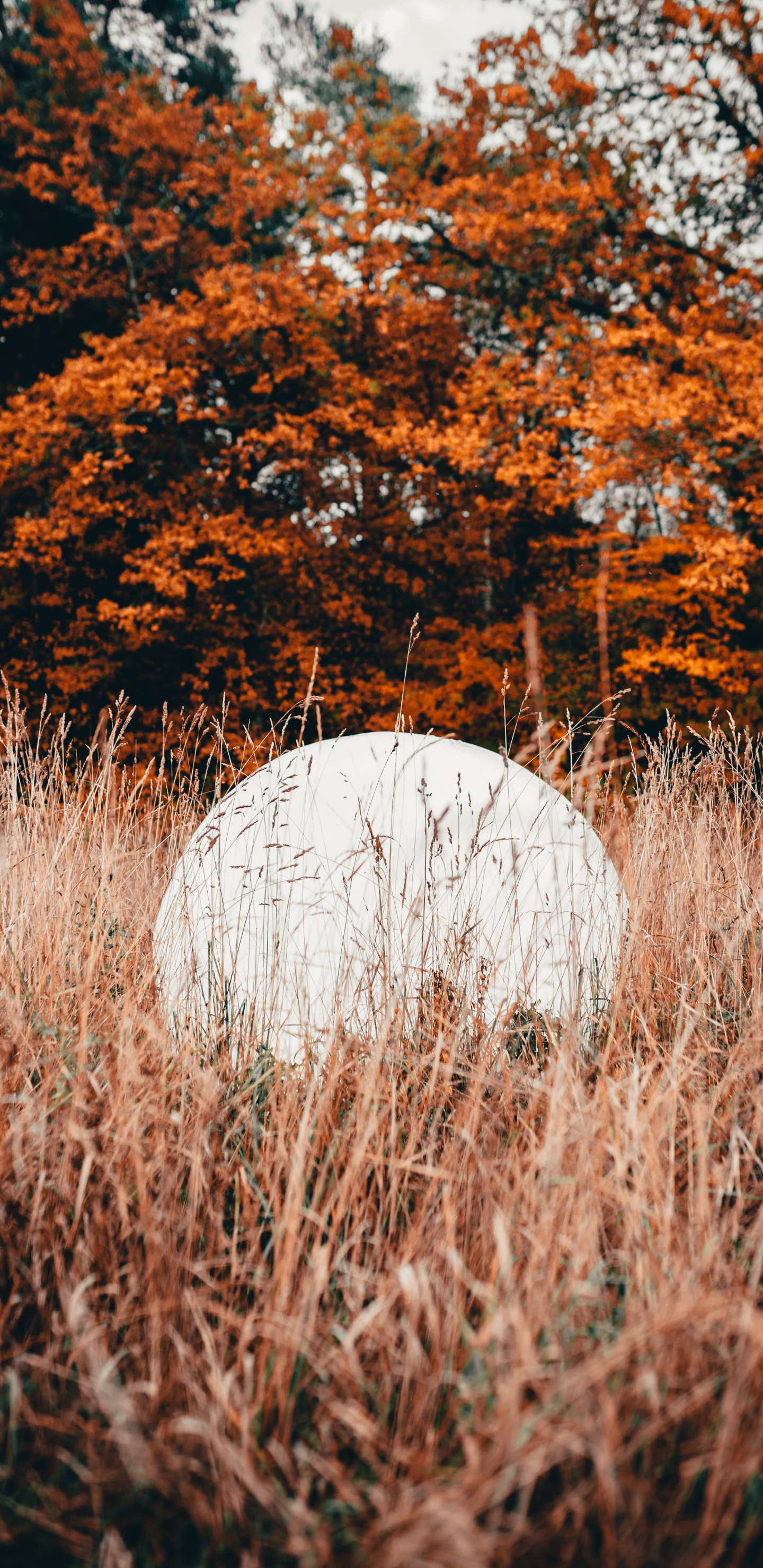 Nature, Leaf, Tree, Natural Landscape, Grass. Wallpaper in 1440x2960 Resolution