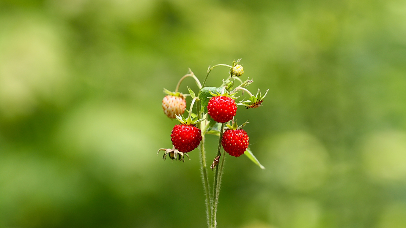 Fresas Rojas en Tallo Verde. Wallpaper in 1366x768 Resolution