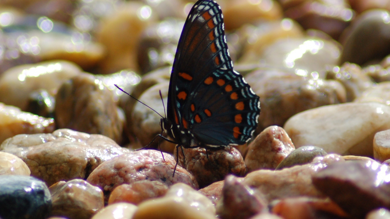 Black and Brown Butterfly on Brown Stone. Wallpaper in 1366x768 Resolution