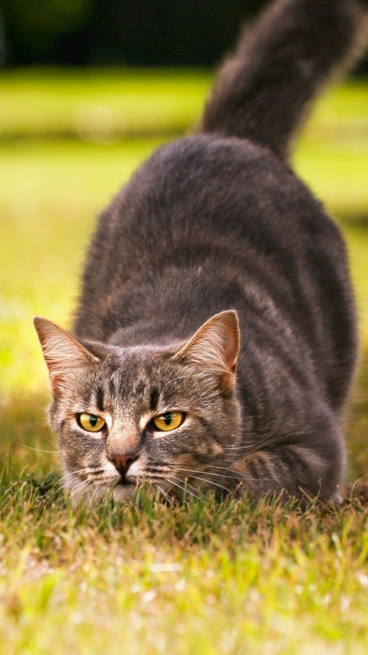Silver Tabby Cat on Green Grass Field During Daytime. Wallpaper in 720x1280 Resolution